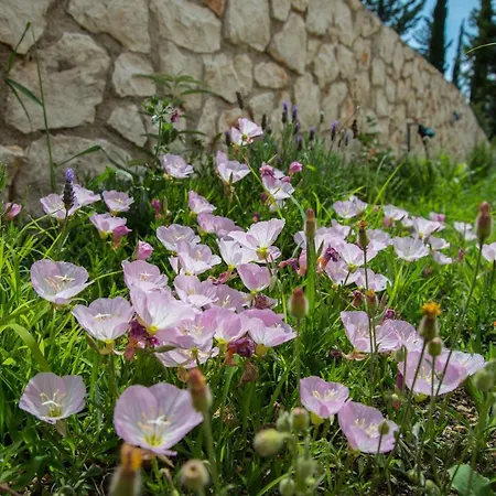Ionides Villas Lefkada 别墅